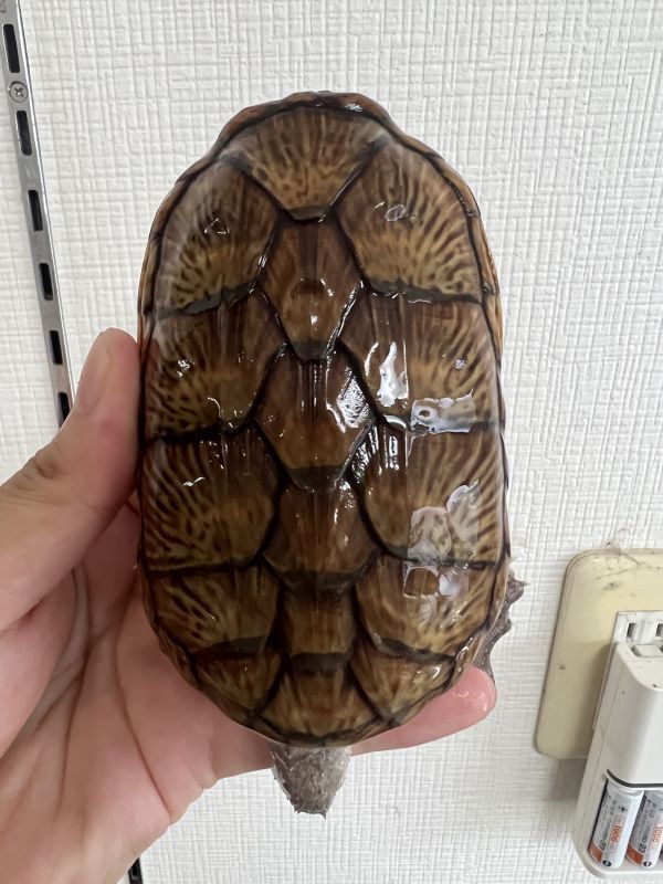 ハラガケガメ 販売 エキゾチックサプライ 大阪