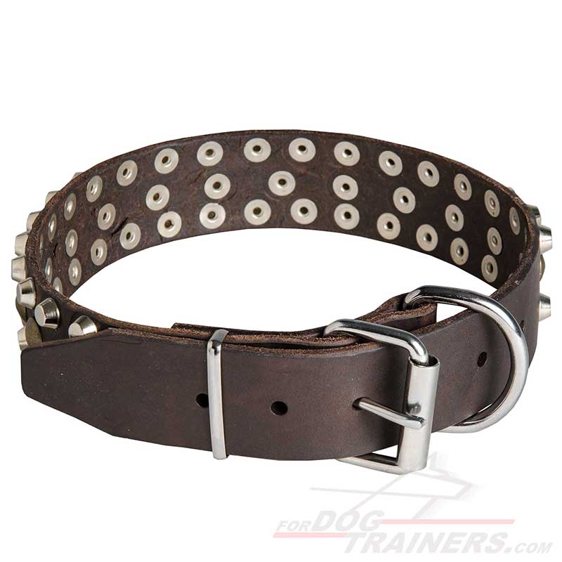 Milo Rottweiler in Fashionable Leather Dog Collar with Pyramids