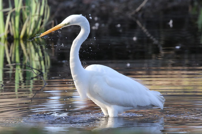 野鳥シリーズ40 ダイサギ、チュウサギ、ゴイサギ、アマサギ | あきた森