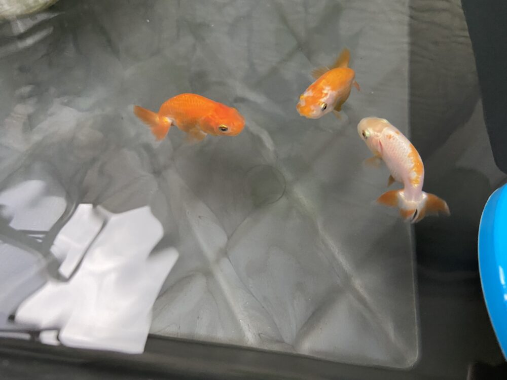 初心者がトロ舟40でらんちゅう飼育 | famamablog