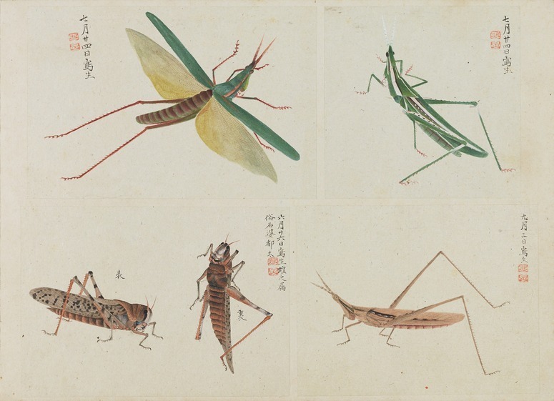 展覧会「虫めづる日本の人々」サントリー美術館で - “虫”にまつわる