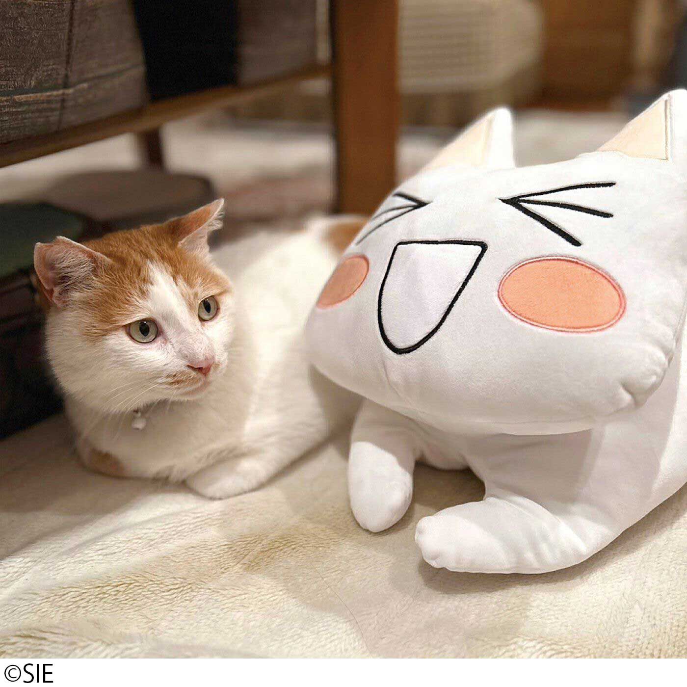 どこでもいっしょ×猫部 トロたちのもちもちクッションの会｜猫部