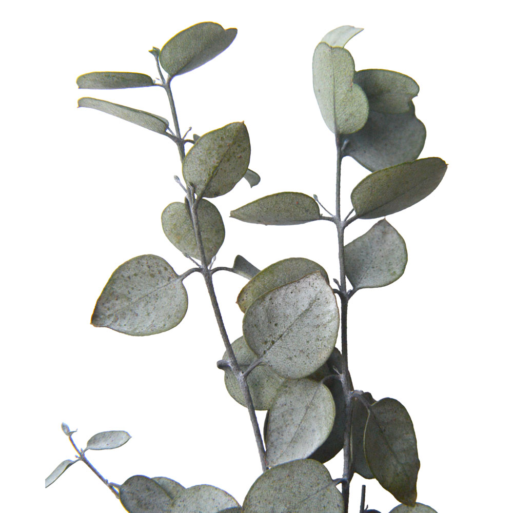 新商品 ユーカリ グニ― | プリザーブドフラワーのflorever（フロール