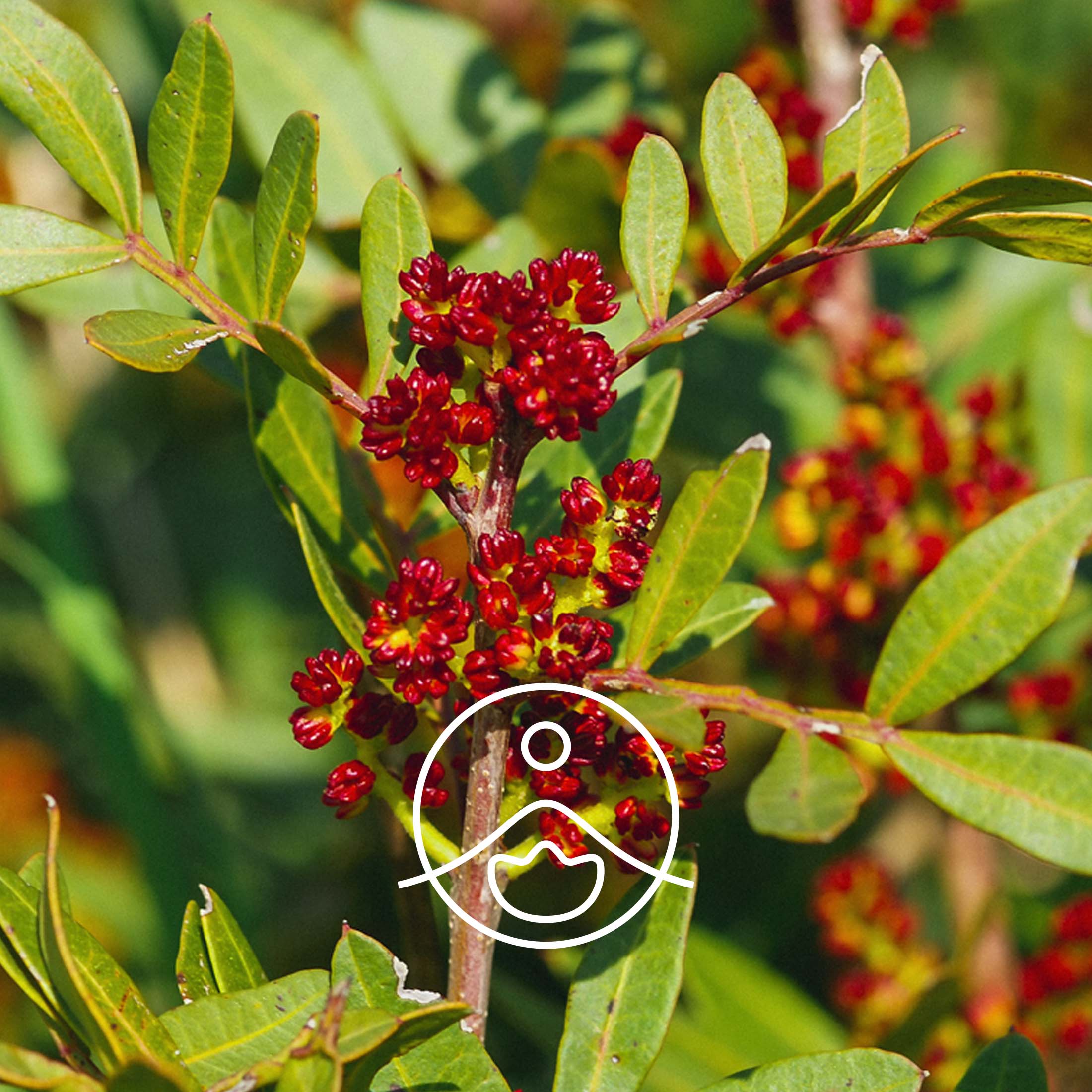 マスティクス（オーガニック）｜エッセンシャルオイル（精油・アロマ