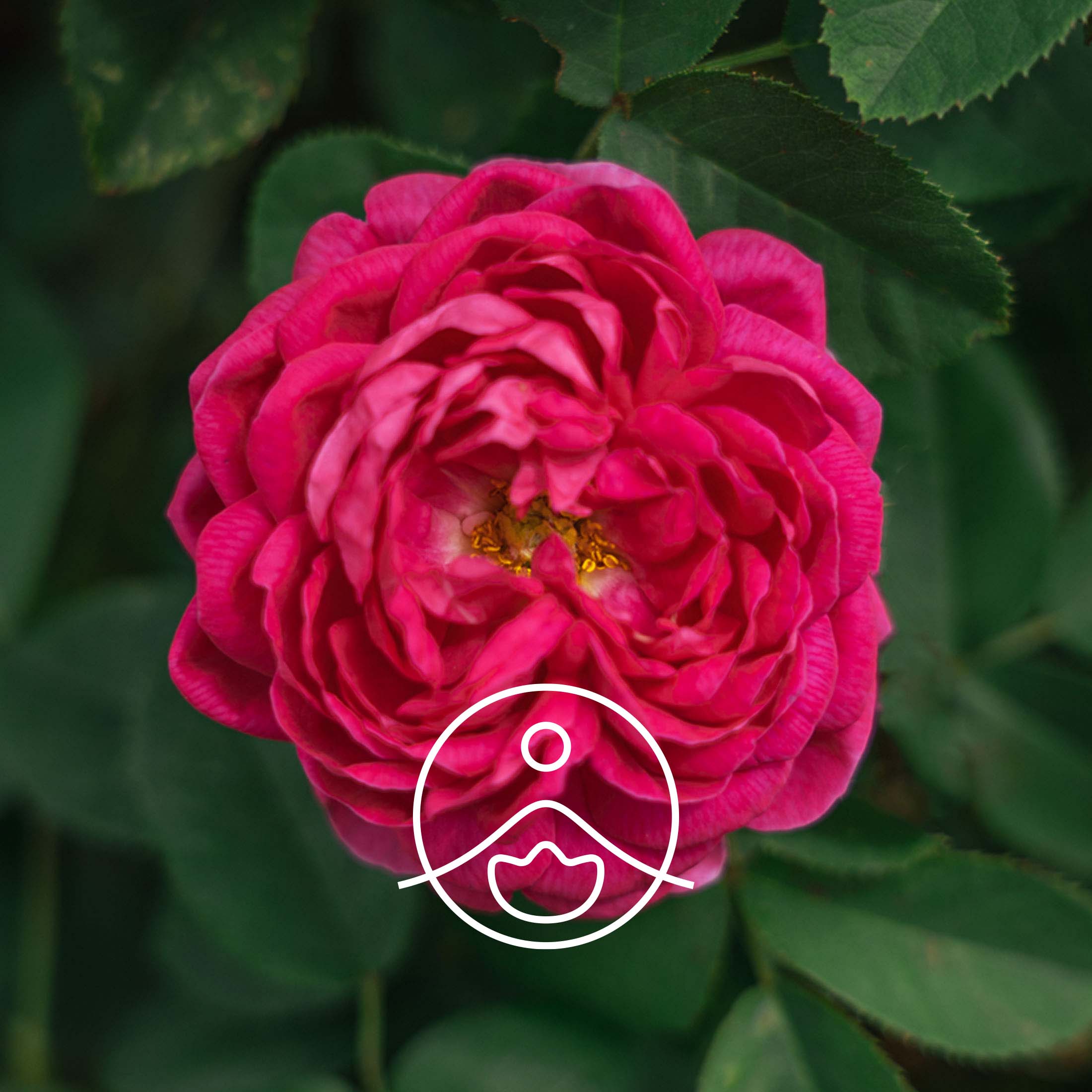 フロリハナ公式】ローズウォーター ダマスクローズ｜オーガニック