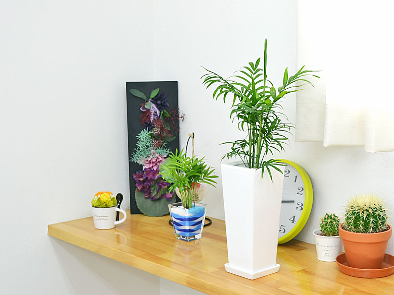 観葉植物の販売・ギフトならフラワーコーポレーション / 観葉植物