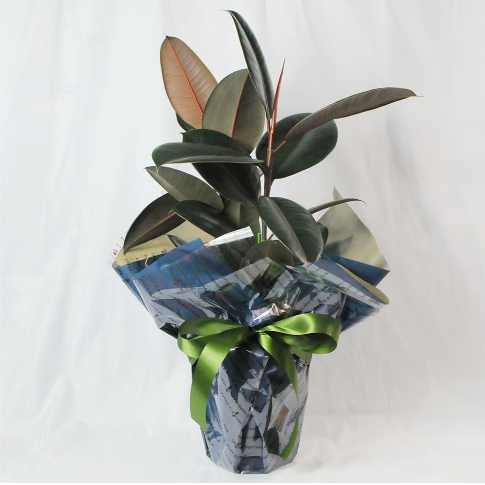 観葉植物 ゴムの木 フィカス バーガンディ 6号鉢 観葉植物とは 観葉
