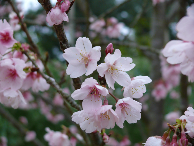 カワヅザクラ（河津桜） | フラワーパークかごしま