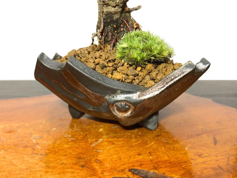 格安盆栽素材/生産品紹介/花梅 鹿児島紅梅 小品盆栽 販売/通販のFROM JAPAN