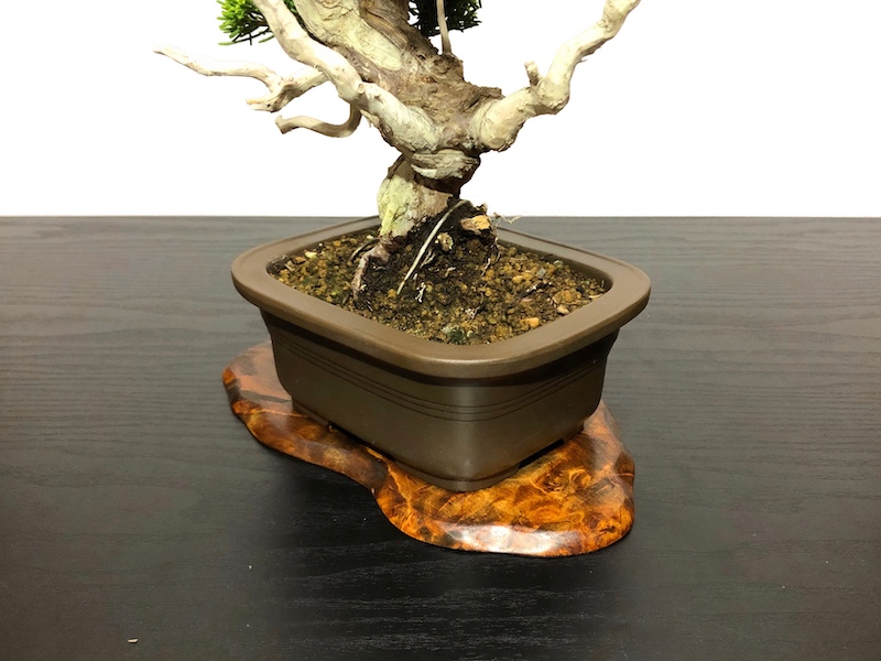 格安盆栽素材/生産品紹介/糸魚川真柏 小品盆栽 販売/通販のFROM JAPAN