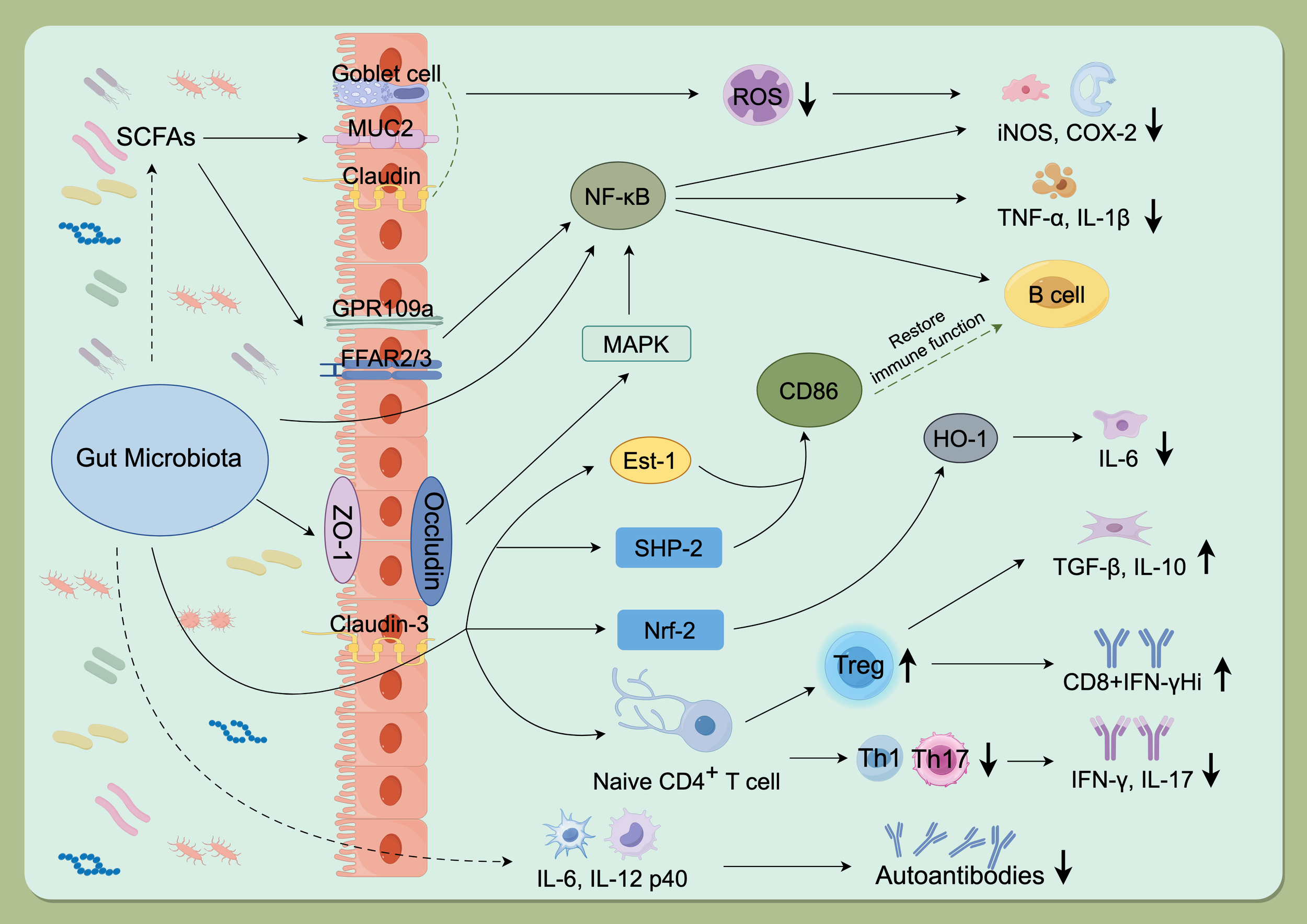 Frontiers | Gut microbiota-derived metabolites modulate Treg/Th17