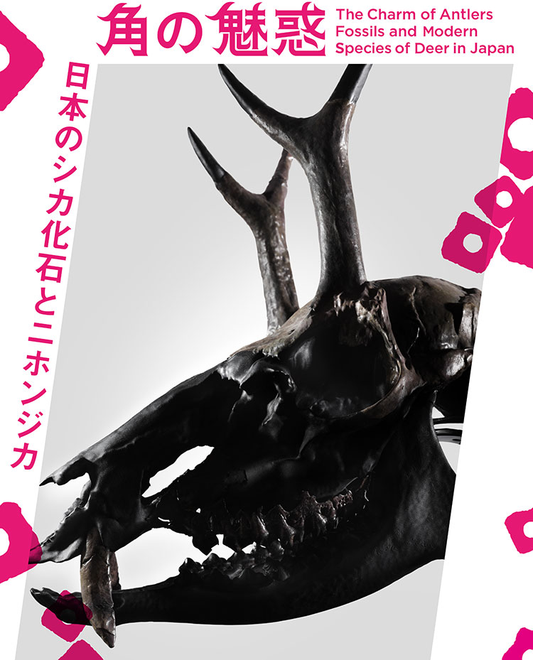 企画展「角の魅惑−日本のシカ化石とニホンジカ−」特設ページ