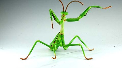 自由研究23 いきもの編 オオカマキリ｜自由研究シリーズの通販なら