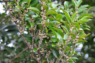 ヒサカキ - 種子島の樹木・花木 - ふるさと種子島
