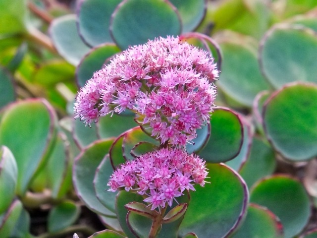 多肉植物ミセバヤの特徴と育て方【栽培記録】 | ラクして楽しむ