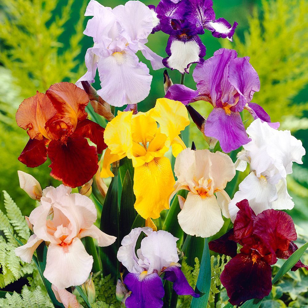 国華園オンラインショップ / ジャーマンアイリス カラフルジャーマン