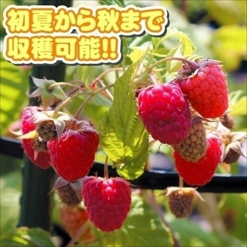 国華園オンラインショップ / キイチゴ苗