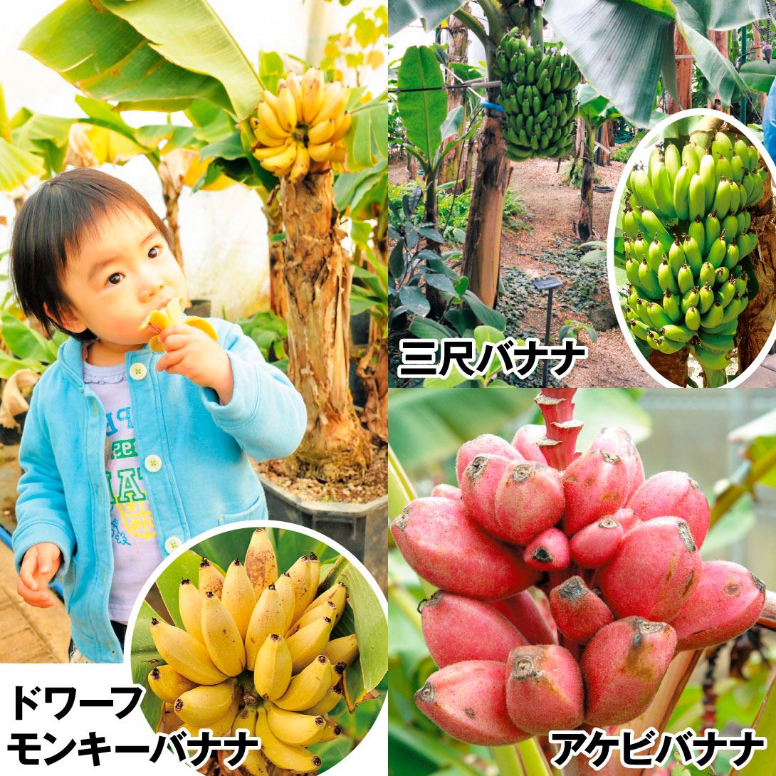 国華園オンラインショップ / 果樹苗 バナナ 極上バナナセット 3種3株