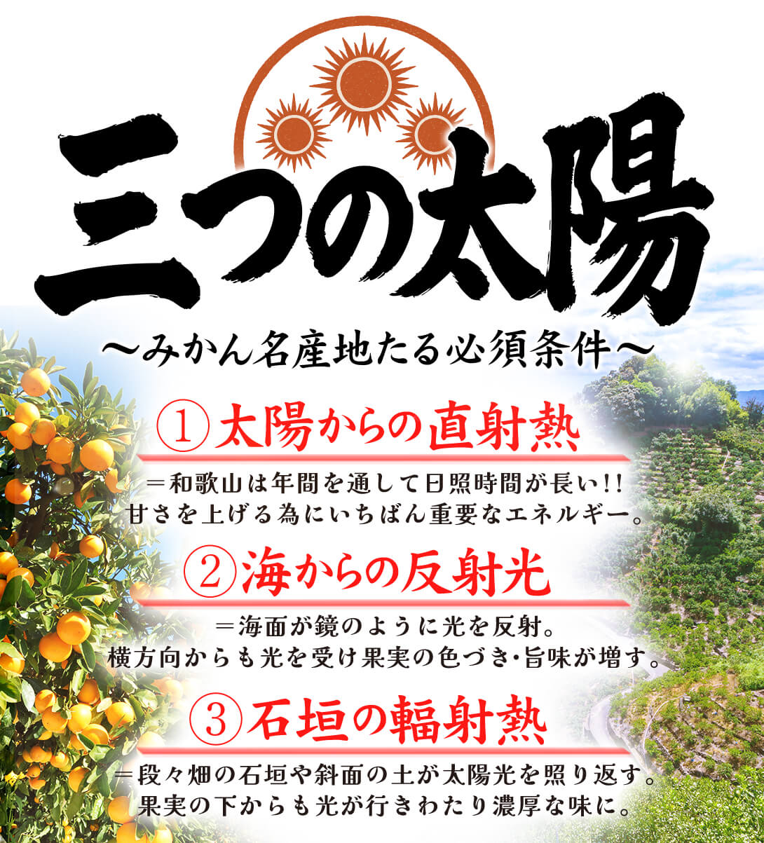 国華園オンラインショップ / みかん 10kg 黒潮の極甘 不知火 しらぬい