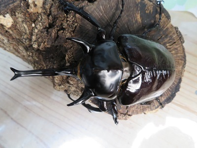 新成虫☆F2☆マルスゾウカブト♂111ミリ♀72ミリペア販売！！ - 昆虫家