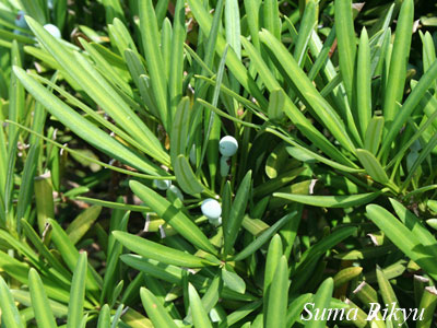 イヌマキ - 花図鑑｜神戸市立須磨離宮公園