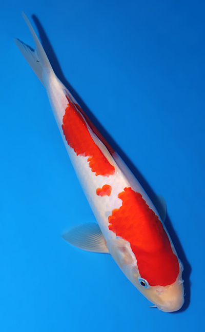 Kohaku - koi #x0513t001 - Marudo Koi Farm