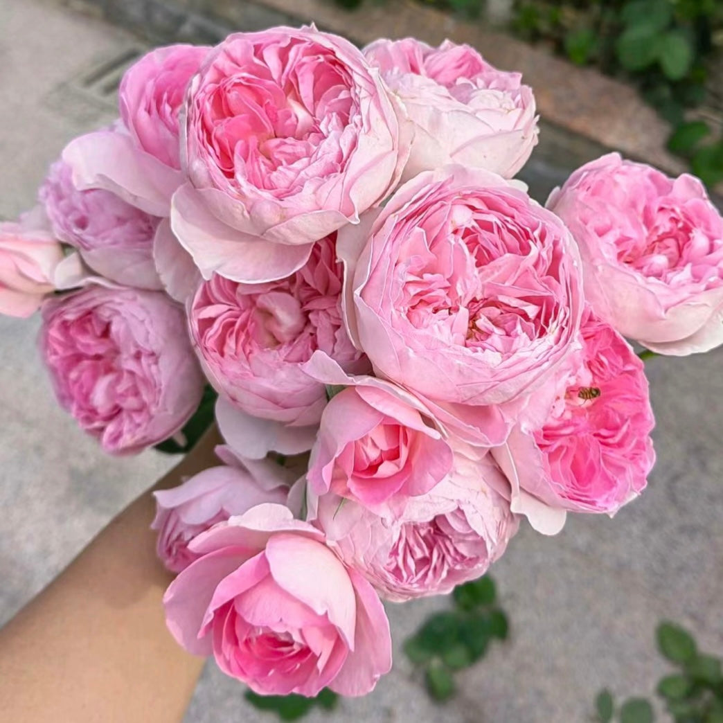 Mon Coeur Rose – Shrub – Heat-Tolerant, Repeat Blooming, Compact