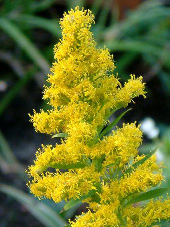 セイタカアワダチソウ(背高泡立草)【かぎけんWEB】