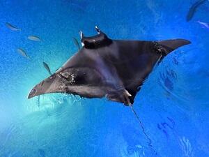 ネイチャーテクニカラー 海遊館 オニエイトマキエイ ネイチャー