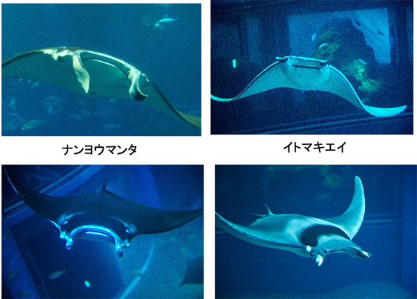 ネイチャーテクニカラー 海遊館ミュージアム ページ2 ネイチャー