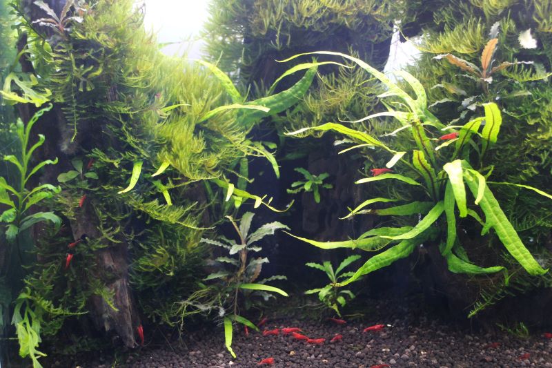 KBO TWINSTAR（ツインスター） LEDを使用した60cm水槽の水草レイアウト