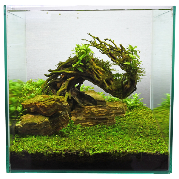 KBO 水景BONSAI（盆栽流木）を使って簡単に本格的な流木レイアウトを