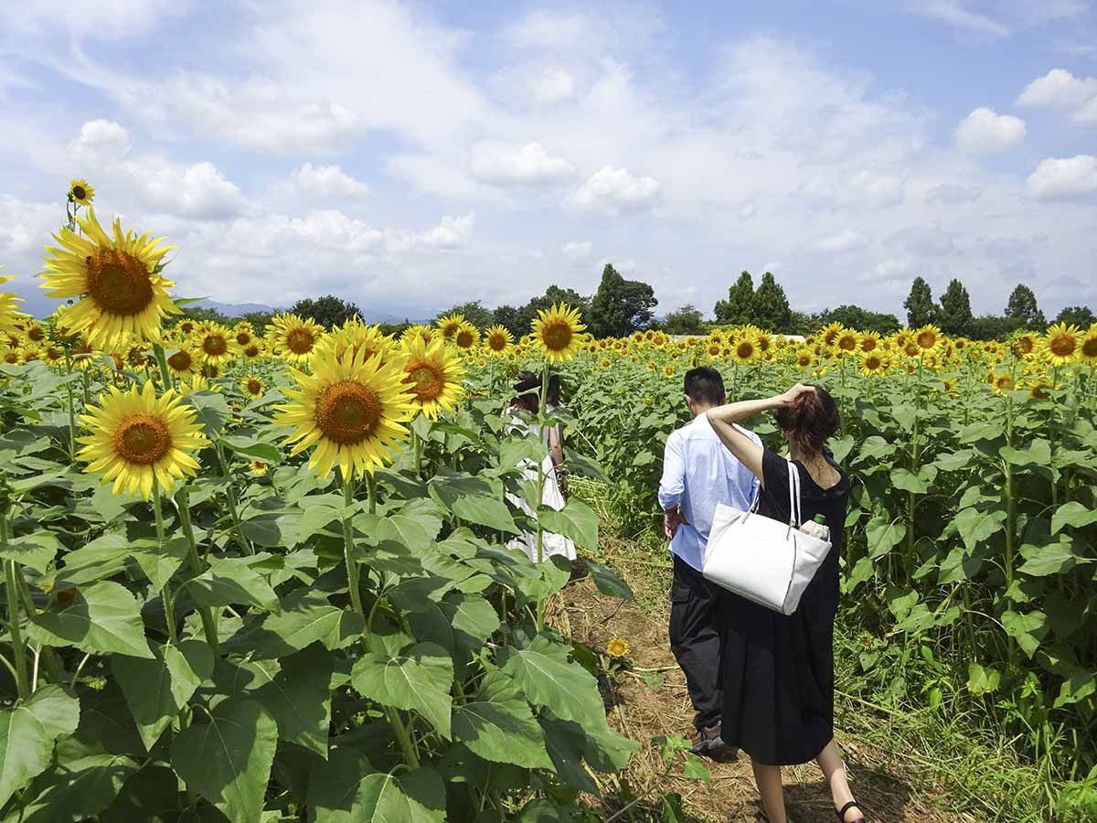 首都圏随一のヒマワリ55万本見頃 10日から、座間市恒例の夏の