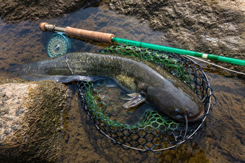 ☆ご予約承り中☆Swampy B.B.C.C ファイバーグラスフライロッド 6