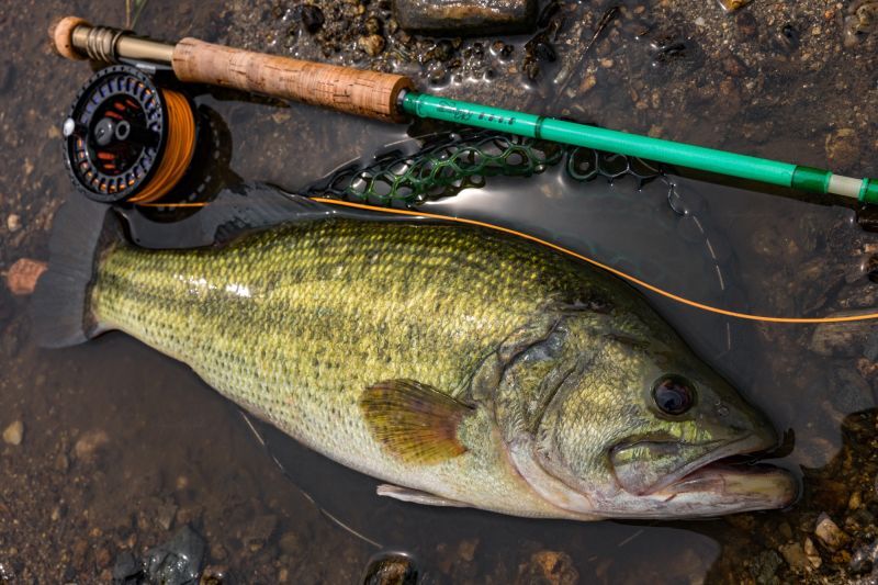 ☆ご予約承り中☆Swampy B.B.C.C ファイバーグラスフライロッド 6