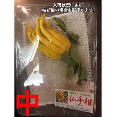 不老長寿と珍重された柑橘 和歌山産 【仏手柑ぶっしゅかん】中サイズ