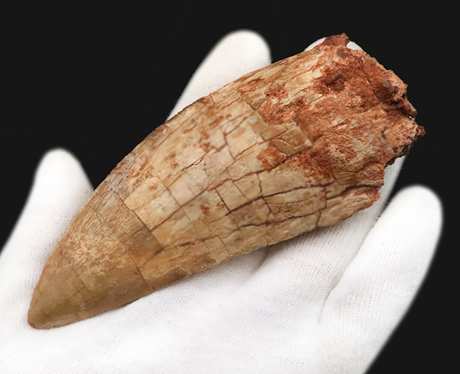 これこそ巨大歯！ 長く、そして太い！ この迫力の前では、他の存在が霞