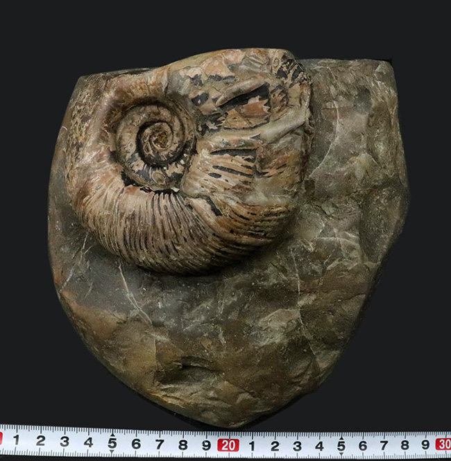 立派！堂々たる風格が備わった北海道産のアンモナイト（Ammonite）の母
