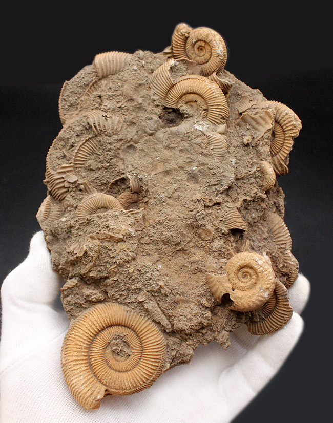 人気！ジュラ紀ドイツ産ダクチリオセラス（Dactylioceras sp.）の群集