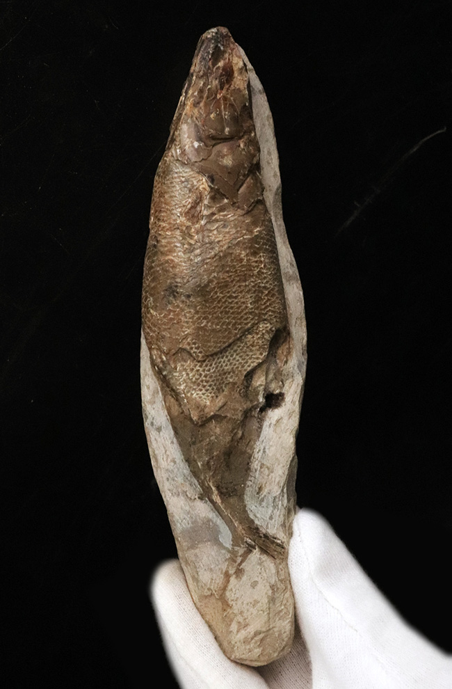 驚きの保存状態、まるで立体魚拓！約1億年前の絶滅古代魚、ラコレピス