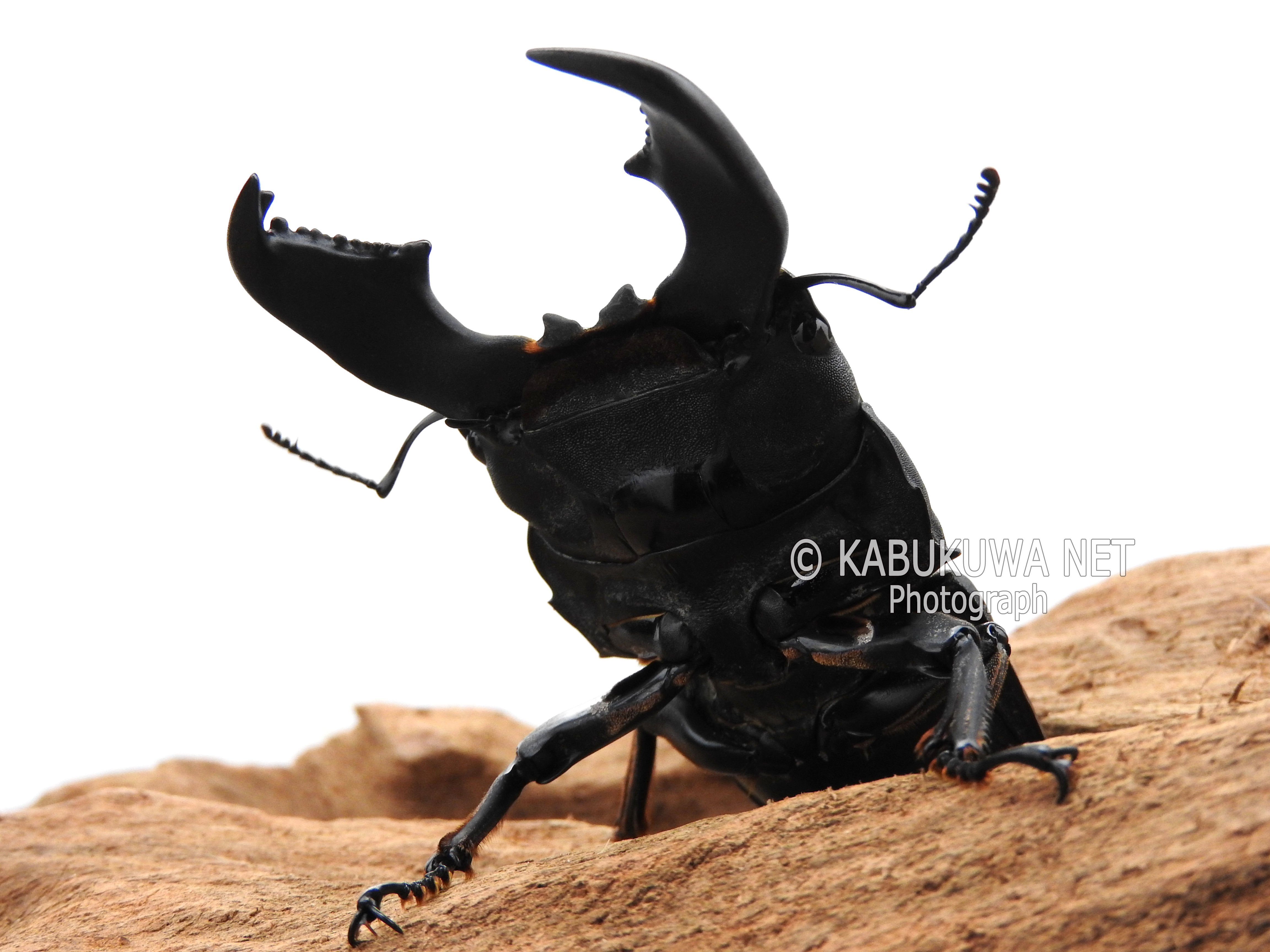 スマトラオオヒラタクワガタ ♂82－83mm ペア ベンクール