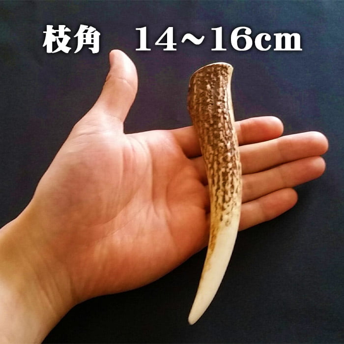セール対象]【鹿角】おまかせ 枝角 14cm〜16cm 用途自由 ペット
