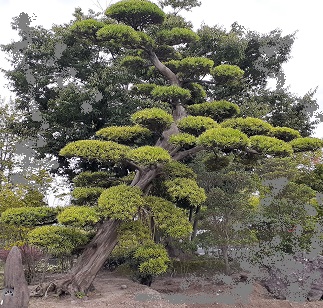 安心価格。大きな松、マキ、モミジ台杉、桜、植木、庭木の販売。京都