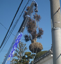 安心価格。大きな松、マキ、モミジ台杉、桜、植木、庭木の販売。京都