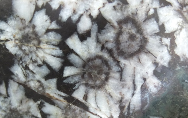 愛好者コレクション 長田コレクション