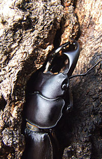 Dorcus くわがた村｜管理人のワイルドオオクワ採集記/オオクワガタ採集