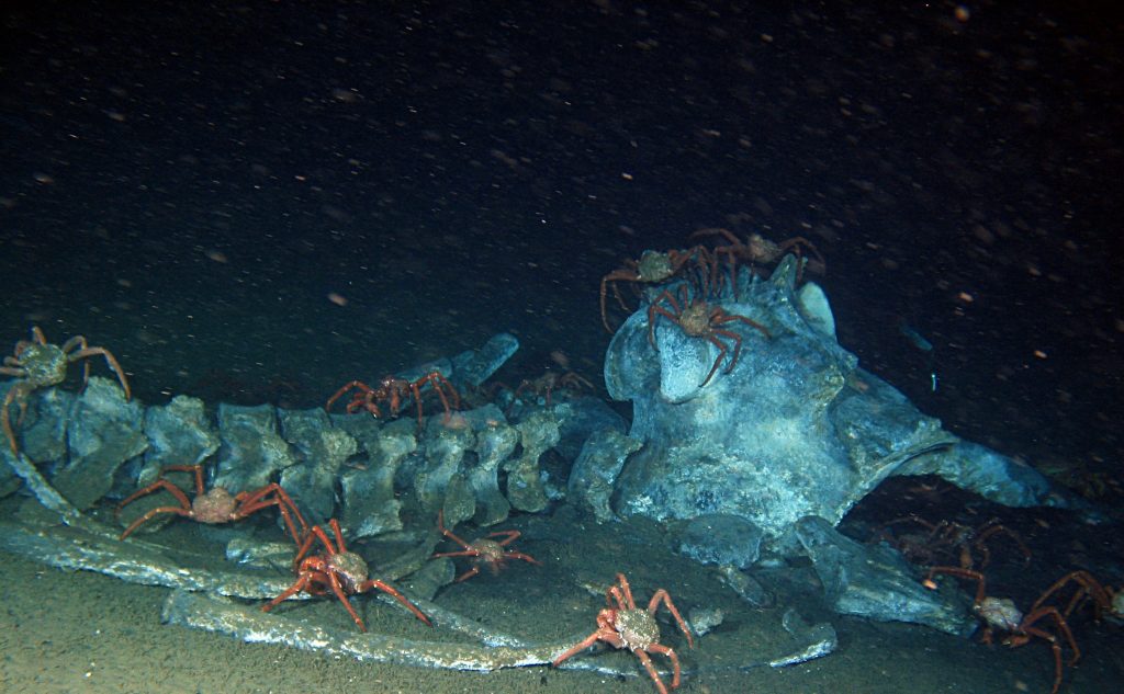 鯨骨は、海面と深海底、生き物と死んだ物、過去と未来をつなぐハブ