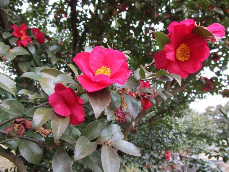 椿と山茶花の簡単な見分け方|｜ブログ|岸根公園公式サイト｜公益財団