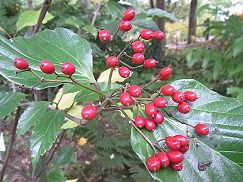 白山木（ハクサンボク）