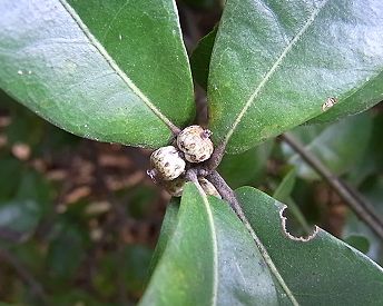 姥目樫 定点観測